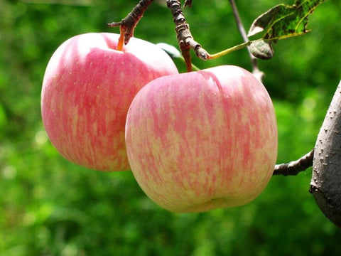 Organic Fuji Apple