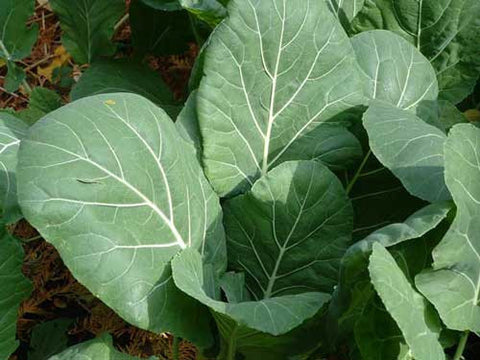 Florida Organic Collard Greens