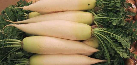 Organic Daikon Radish