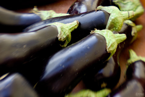 Flordia Organic Eggplant
