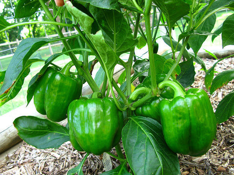 Florida Organic Green Bell Pepper