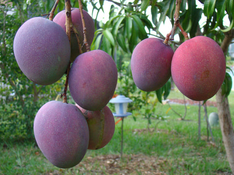 Organic Tommy Atkins Mango