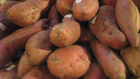 North Carolina Organic Covington Sweet Potato