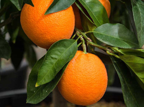 Organic Valencia Orange