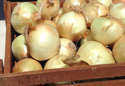 Organic Yellow Onion