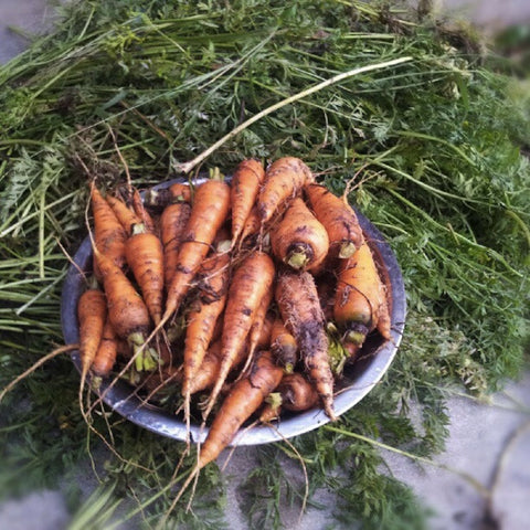 Organic Carrots With Tops