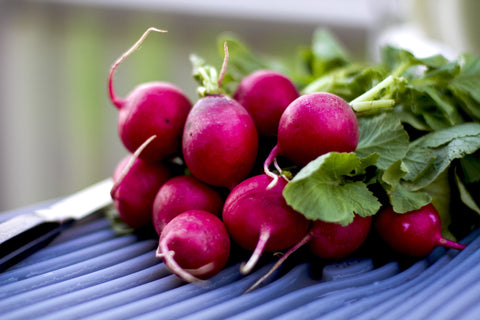Florida Organic Easter Egg Radish