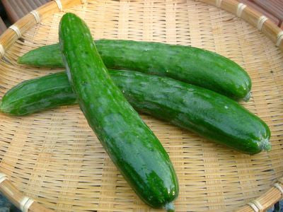 Florida Organic Cucumber
