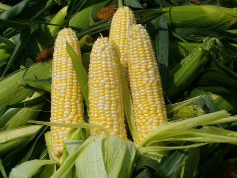 Florida Organic Sweet Corn