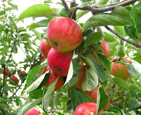 Organic Gala Apple