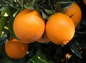 Florida Organic Navel Orange