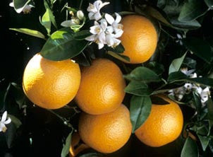 Florida Organic Hamlin Orange