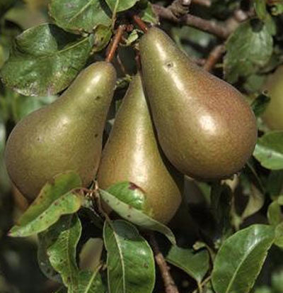 Organic Concord Pear