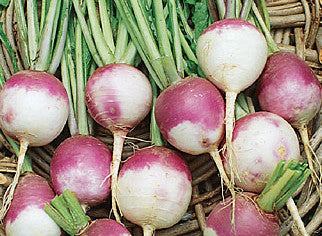 Organic Purple Top Turnip