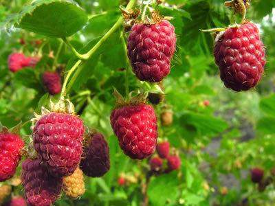 Organic Raspberries