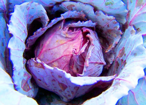 Organic Cabbage