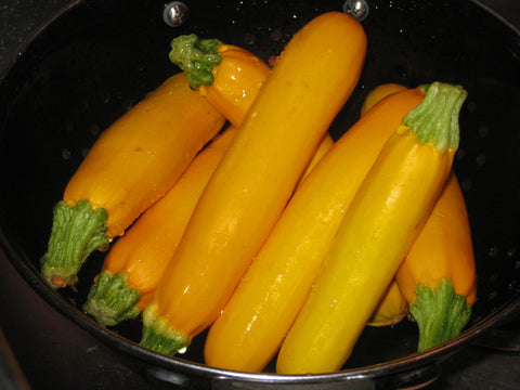 Florida Organic Yellow Squash