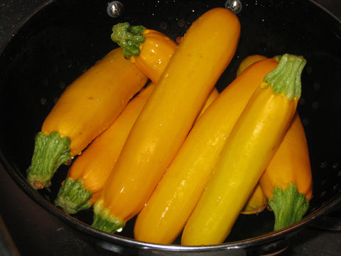 Florida Organic Yellow Squash
